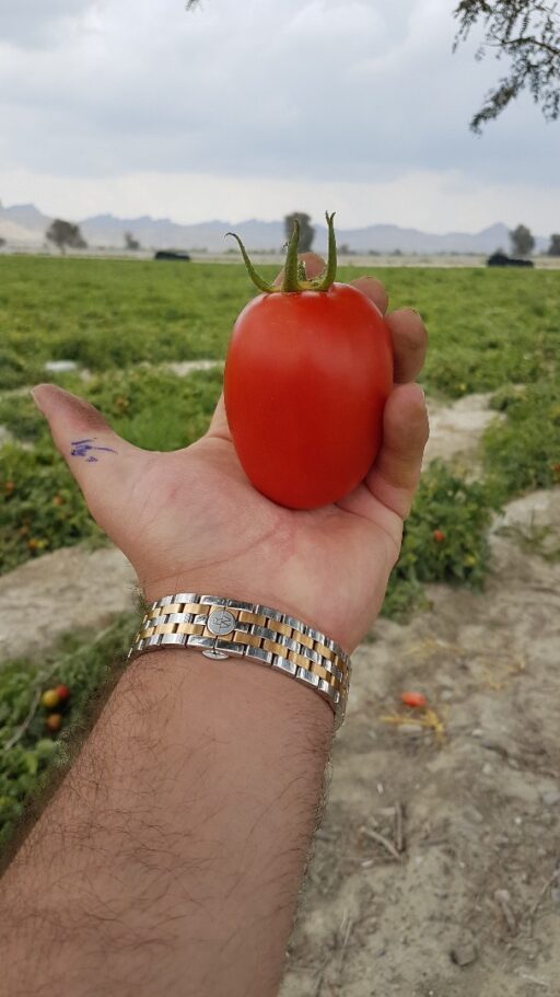 گوجه فرنگی گارنت