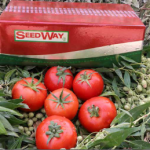 بذر هیبرید گوجه فرنگی
