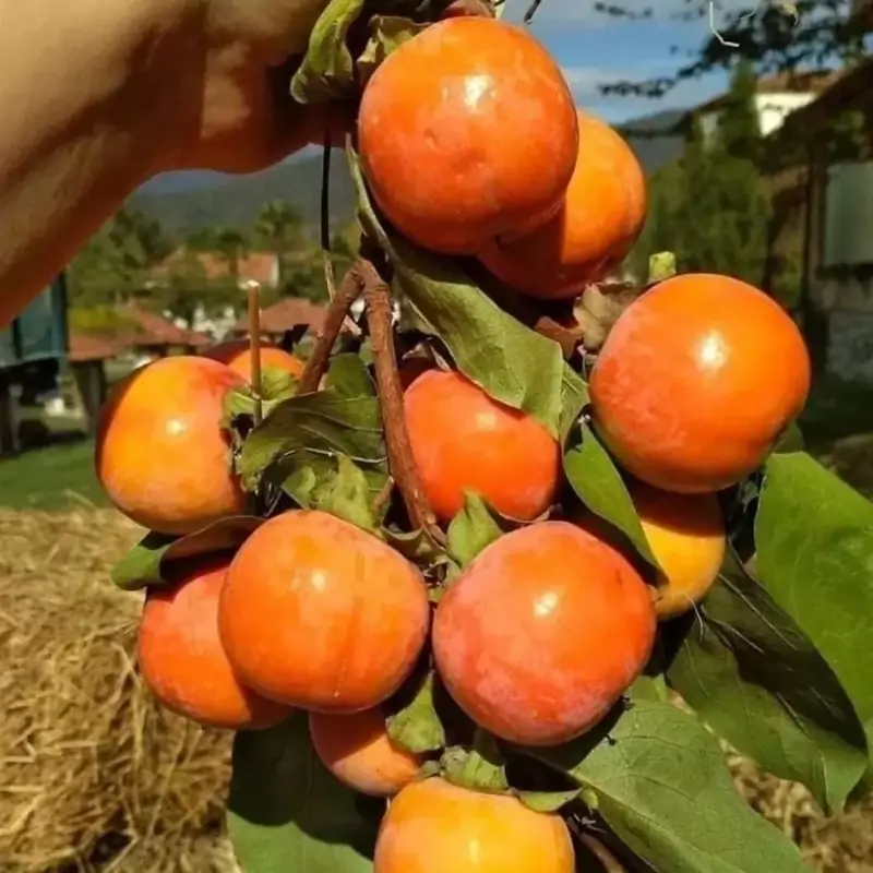 خرمالو سیبی