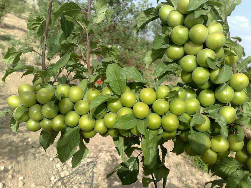 گوجه سبز سردرودی