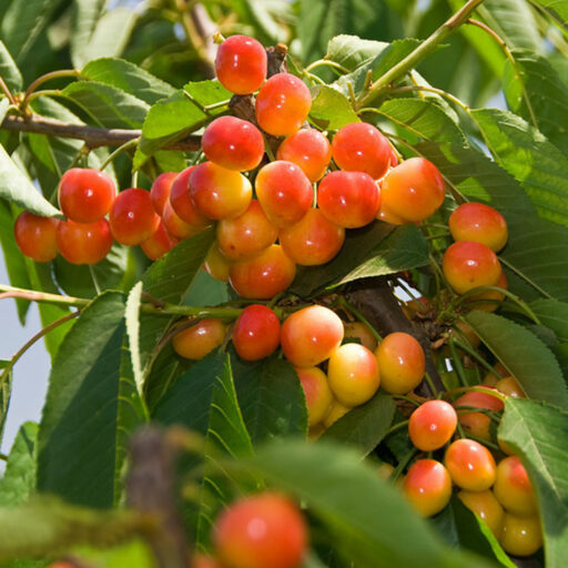 گیلاس گرده افشان