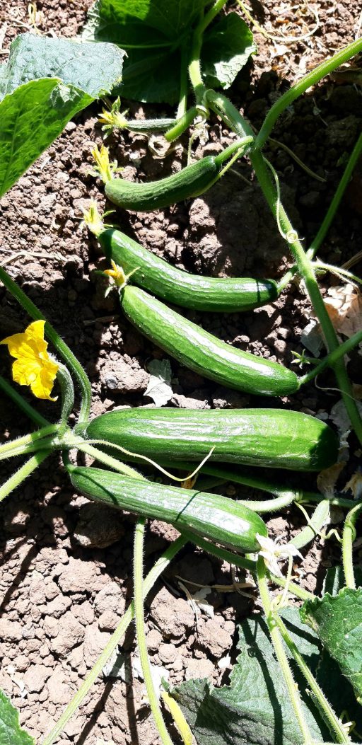 خیار بومبای