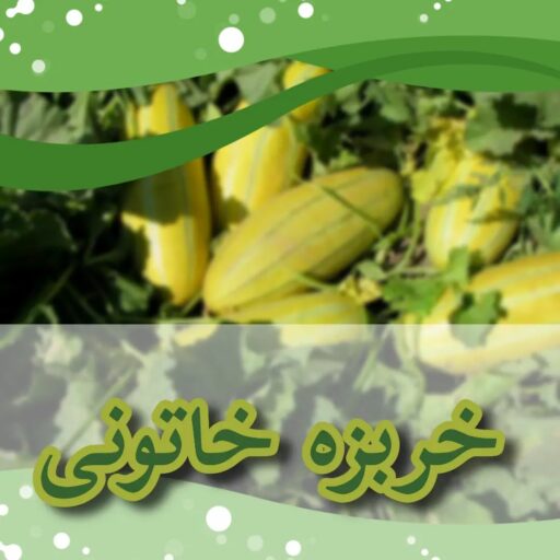 خربزه خاتونی داناب دکتر سبحانی