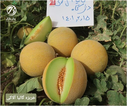 خربزه گالیای آلاکی