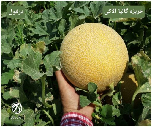 خربزه گالیای آلاکی