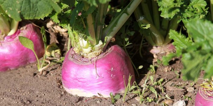 turnip vegetable  plant growing in the garden